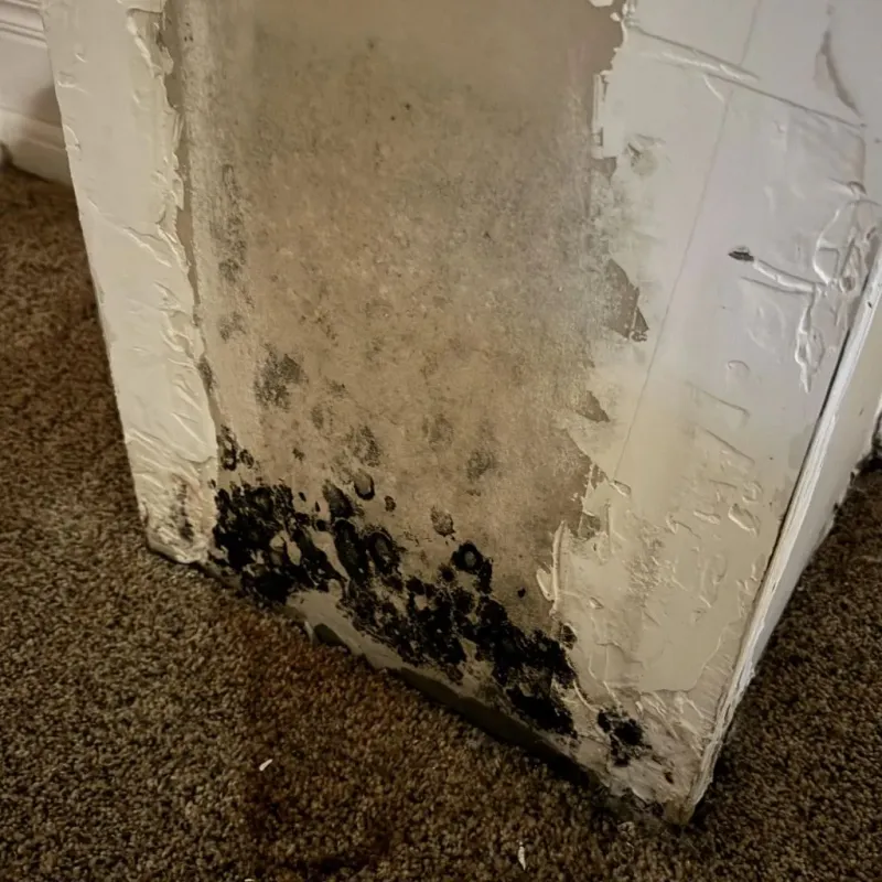 Professional Mold Removal in Twinsburg, OH